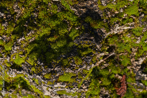 green moss on the stone texture