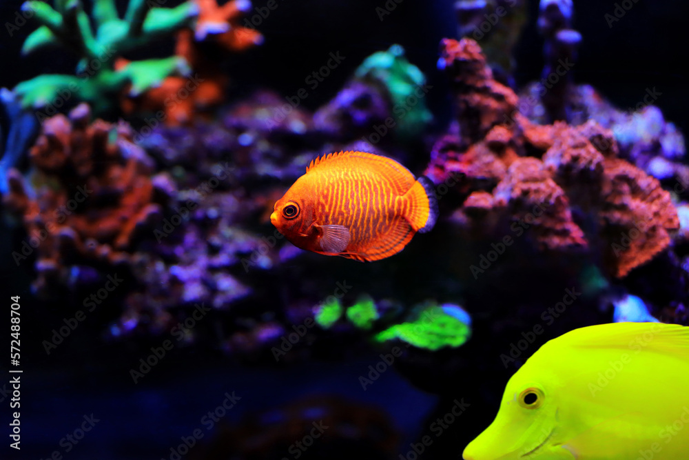 Golden angelfish - (Centropyge aurantia