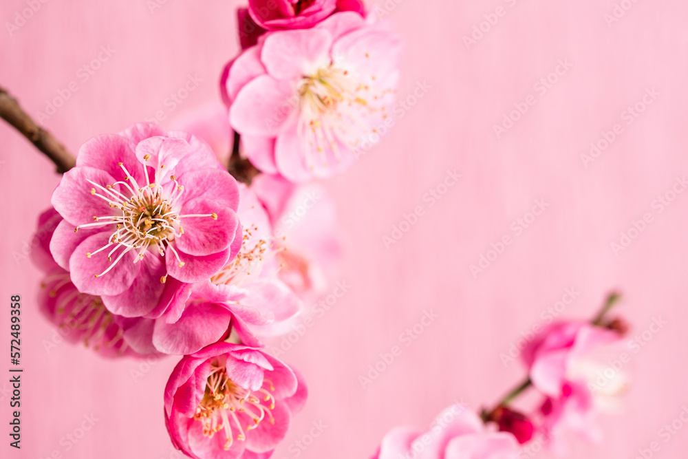 紅梅　梅の花　春　ピンクの花　和風背景