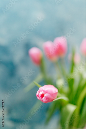 Pink tulips close-up on a beautiful turquoise scenic background. Background for Valentine's Day. Gift for Mother's Day or Women's Day #572489355