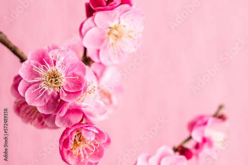 Fototapeta Naklejka Na Ścianę i Meble -  紅梅　梅の花　春　ピンクの花　和風背景