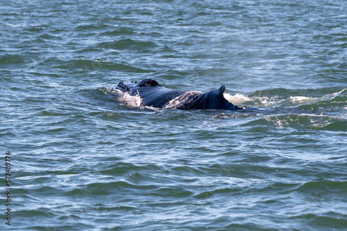 A humpback whale swimming along the surface in the Atlantic Ocean off the coast of Virginia Beach. 