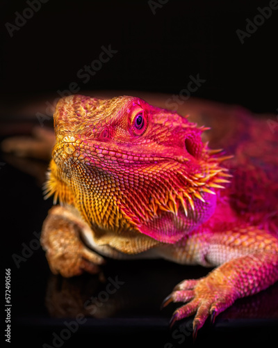 Fototapeta Naklejka Na Ścianę i Meble -  glamorous fat lizard with bright colors  - vulgar women concept