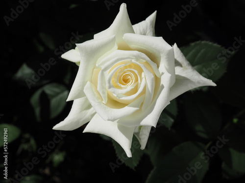 a single white rose in the garden 