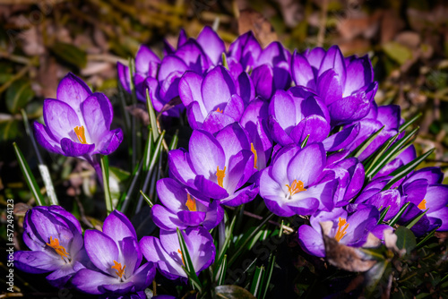 A close up of a cluster of blooming purple crocuses