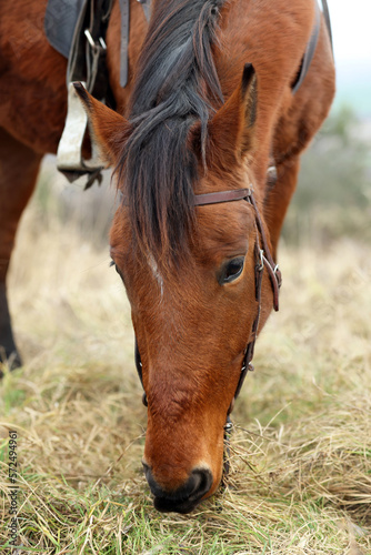 Adorable chestnut horse grazing outdoors. Lovely domesticated pet