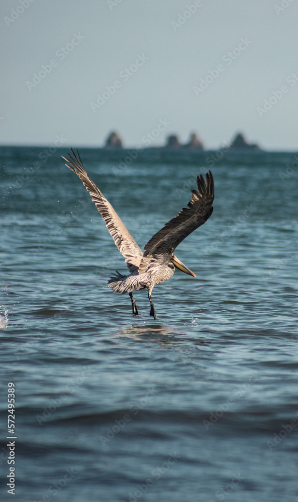 Naklejka premium pelican in flight