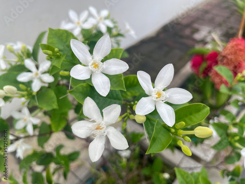 white flower