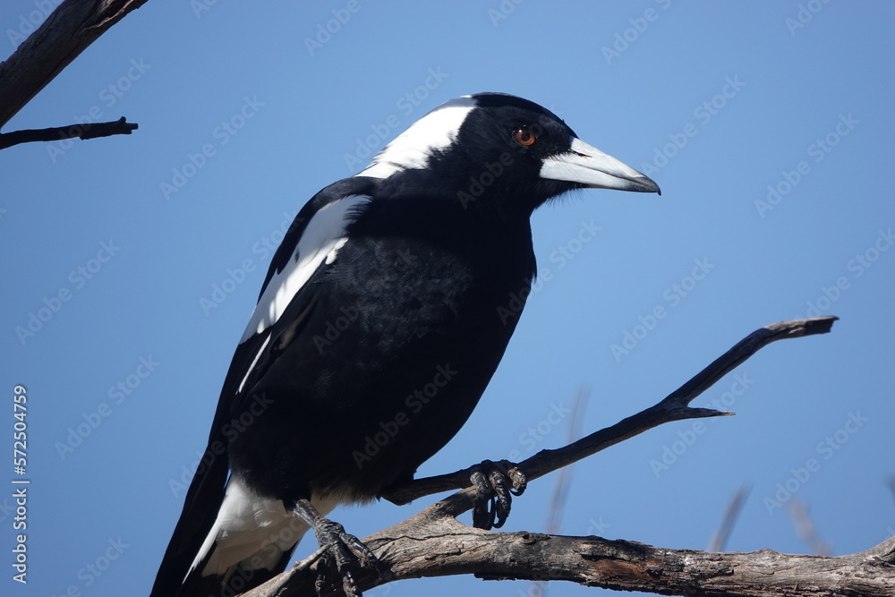 Fototapeta premium White-backed Magpie on a branch