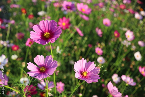 Cosmos. Pink flowers. Blurred background. The sunlight of the morning flowers.