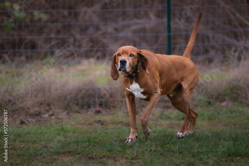 2023-02-16 A SENIOR RED BONE COON HOUND ON CAMANO ISLAND WASHINGTON photo