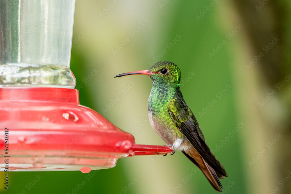Fototapeta premium Kolibri Hummingbird