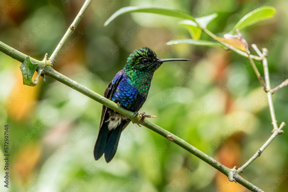 Kolibri Violettkronennymphe auf Ast Kolibri Violettkronennymphe auf Ast