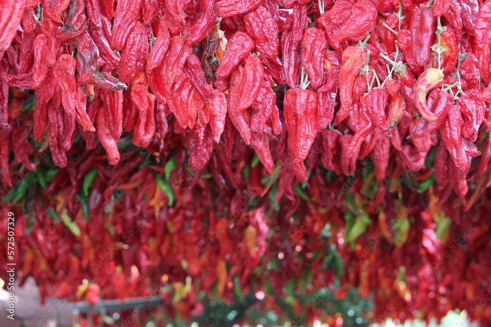 dried red hot chili peppers, hanged seasonal red peppers dried red hot chili peppers, hanged seasonal red peppers