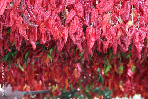 dried red hot chili peppers  hanged seasonal red peppers