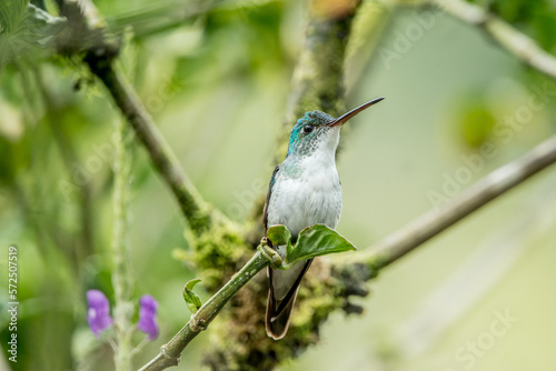 Kolibri Andenamazilie