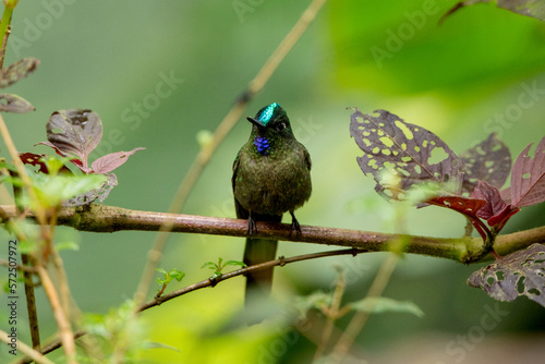 Kolibri  Langschwanzsylphe