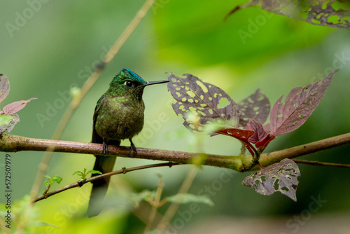 Photos Kolibri Langschwanzsylphe