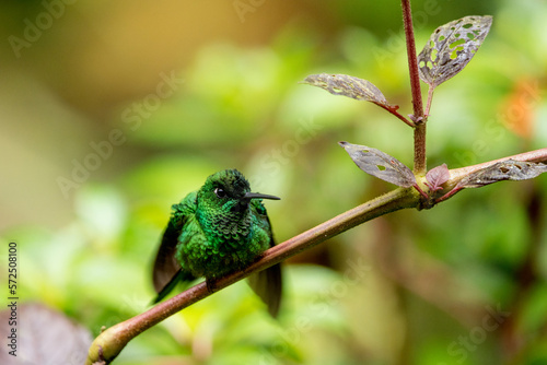 Kolibri Smaragdkolibri