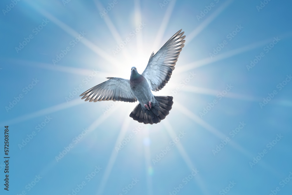 Obraz premium Beautiful pigeon in flight with sunlight background