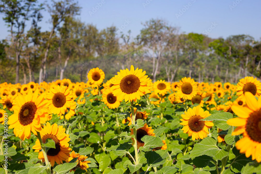 Fototapeta premium Sunflower field, Beautiful summer landscape.