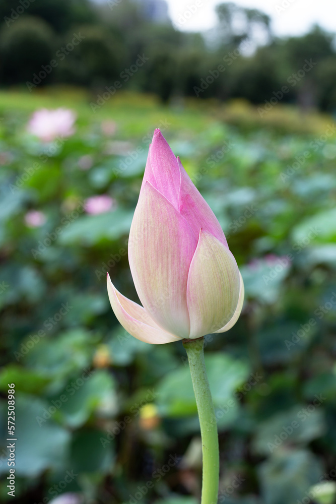 Pink lotus flower in pond with green leaves Pink lotus flower in pond with green leaves