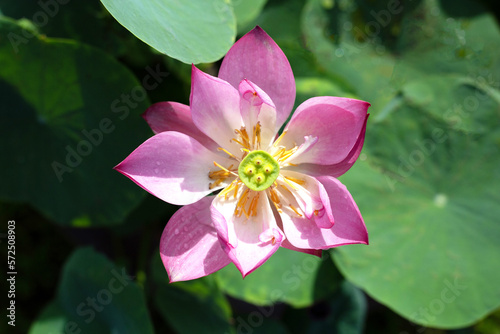 Beautiful blooming pink lotus flower with green leaves