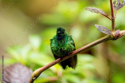 Kolibri Smaragdkolibri photo