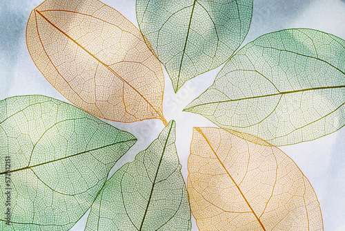 Green orange autumn skeletonized leaf on blurred gray background with sunlight and shadow. Beauty nature concept. Aesthetic composition of autumn leaves, closeup creative photo, fall sunny day