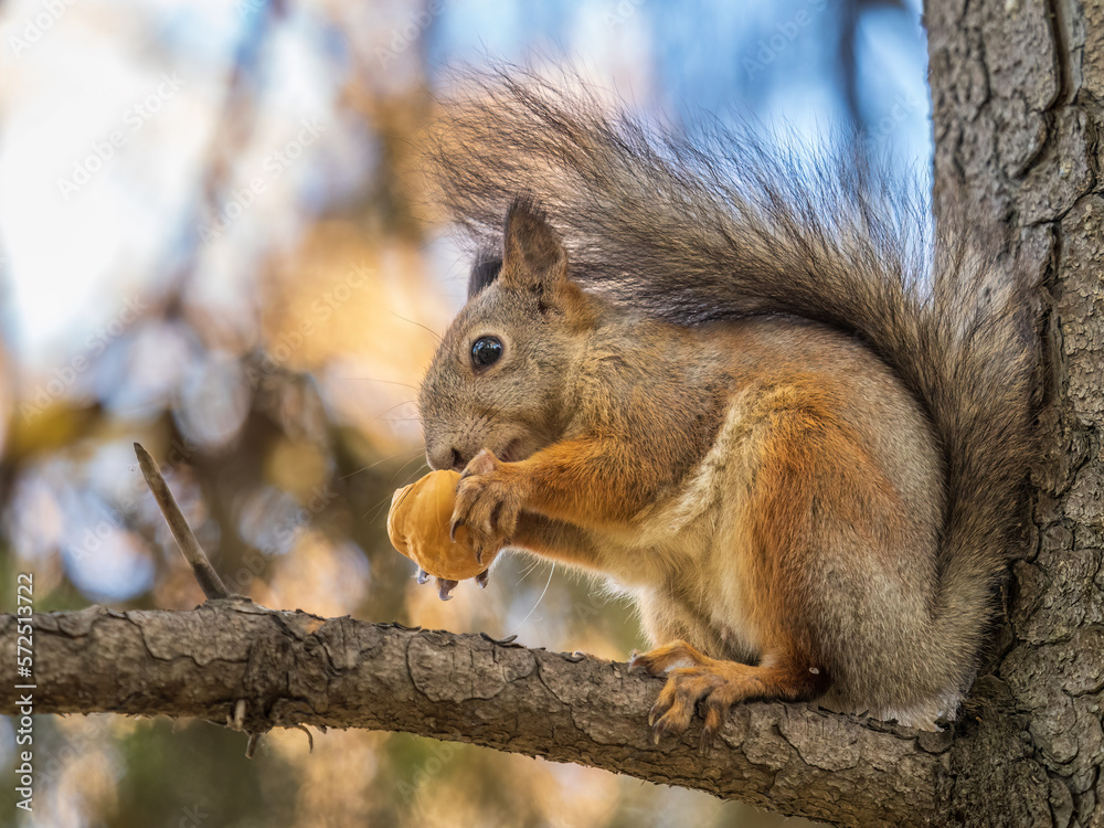 The squirrel with nut sits on tree in the autumn. Eurasian red squirrel, Sciurus vulgaris. The squirrel with nut sits on tree in the autumn. Eurasian red squirrel, Sciurus vulgaris.