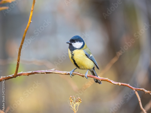 Cute bird Great tit, songbird sitting on the branch with blured background © Дмитрий Поташкин