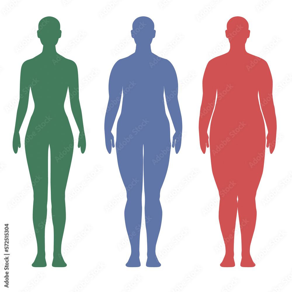 Compared to slim and fat woman's bodies, overweight and slender three-step thin to fat, illustration on white background Compared to slim and fat woman's bodies, overweight and slender three-step thin to fat, illustration on white background
