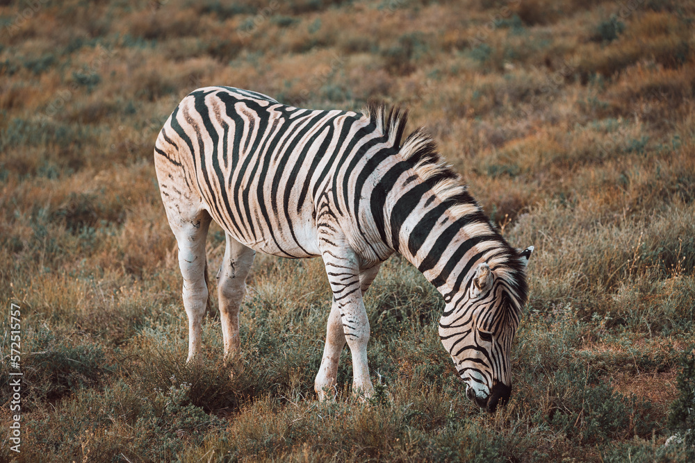Zebra foal eating grass in Addo National Park, South Africa Zebra foal eating grass in Addo National Park, South Africa
