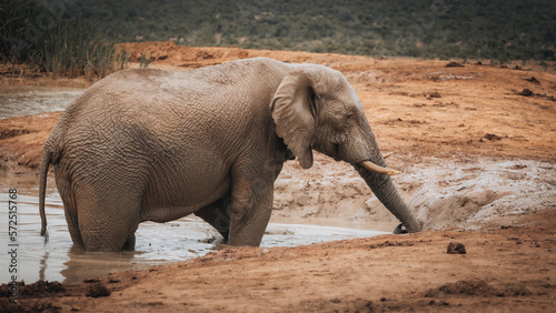 African elephant drinking and washing himself in Addo national park  South Africa
