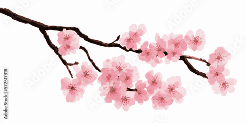 Japanese cherry blossoms, sakura, spring flowers, vector illustration
