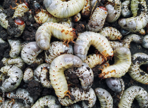 Many white larvae of the cockchafer lie on the black earth close up. View from above. The concept of garden pests.