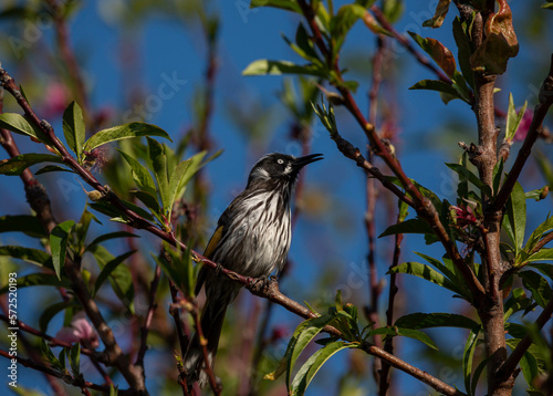 Australian New Holland Honey eater bird chirping while perched on a branch