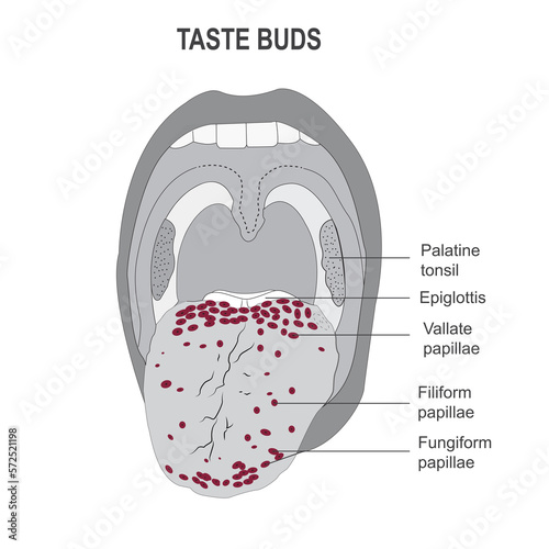The taste buds, the sites of the nerve endings of sense of taste in the tongue,vector illustration. photo