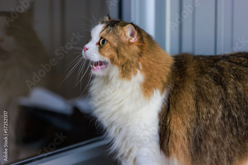 Portrait studio closeup shot of curious cute fat little white and brown long hair purebred kitten pussycat pet companion sitting relaxing resting alone looking away on gray wall background