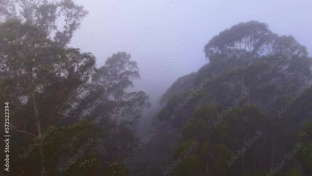 Aerial view flying through fog covered Santa Cruz eucalyptus forest trees Aerial view flying through fog covered Santa Cruz eucalyptus forest trees