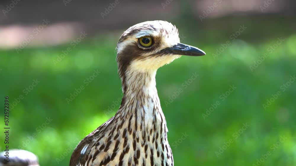Extreme close up shot capturing the feather details of a wild nocturnal bird species, an inactive bush stone-curlew, burhinus grallarius, standing motionless on grassy field.