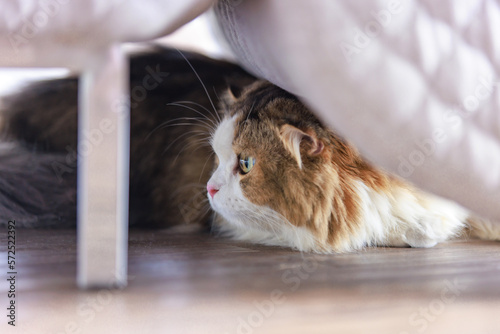 Closeup studio shot white and gray cute little fat long hair purebred kitten pussycat companion laying lying down resting relaxing under cozy armchair playing hide and seek with owner in living room.