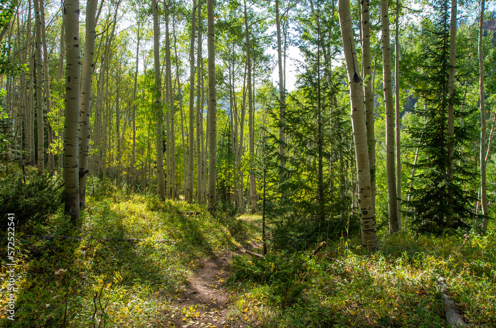 Hiking trail through aspen grove in early fall Hiking trail through aspen grove in early fall
