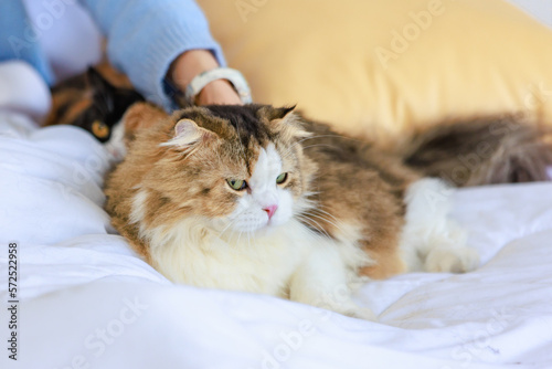 Cute fat tabby long hair little domestic kitten furry purebred pussycat pet friend sitting on bed in bedroom while Millennial Asian young female owner sitting smiling reading book on background