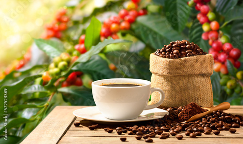 Cup of hot coffee with roasted coffee beans and powder with coffee tree background.