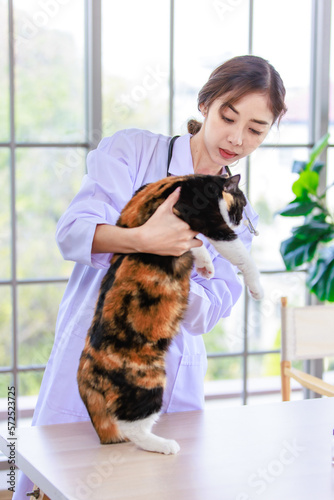 Millennial Asian young professional female veterinary working office table smiling holding hugging cuddling showing love to cute fat tabby tricolor short hair little furry purebred pussycat in arms.