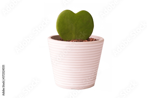 Картината върху платно heart plant in a pot