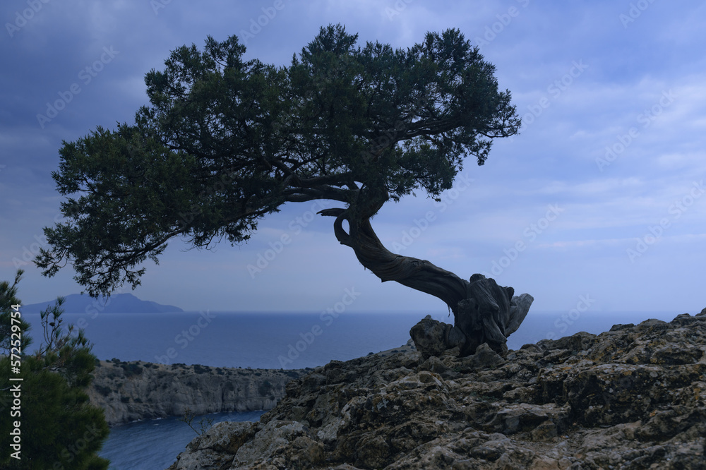 Lonely pine tree growing on rock on the sea background in spring Lonely pine tree growing on rock on the sea background in spring