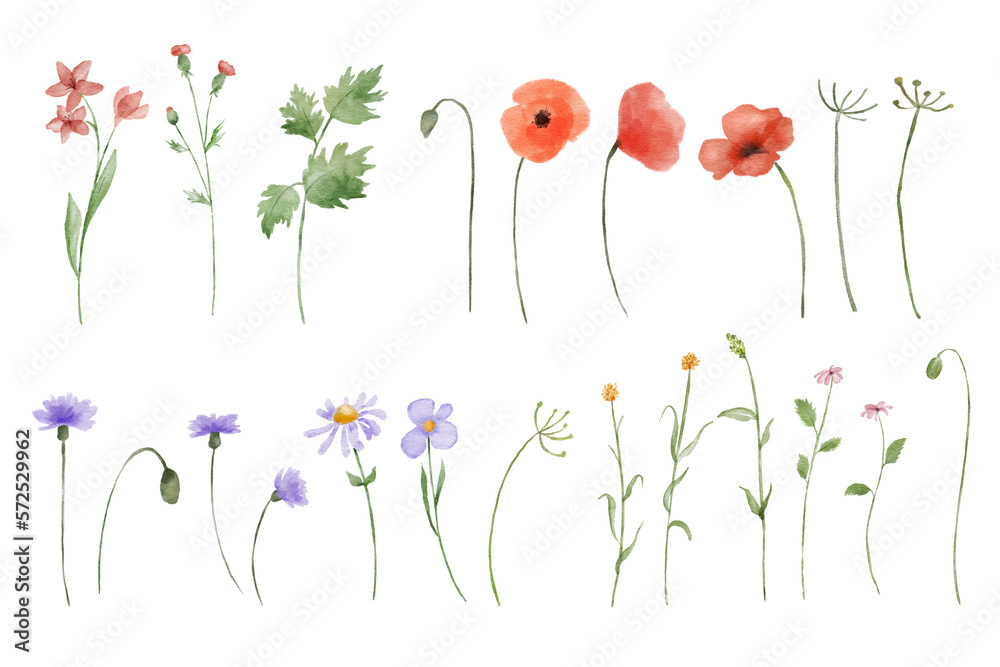 Set of watercolor illustrations of red poppy wildflowers isolated on white background. Hand painted illustrations collection - obrazy, fototapety, plakaty 