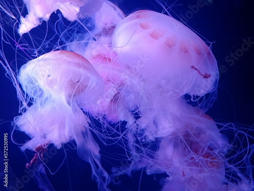 jellyfish